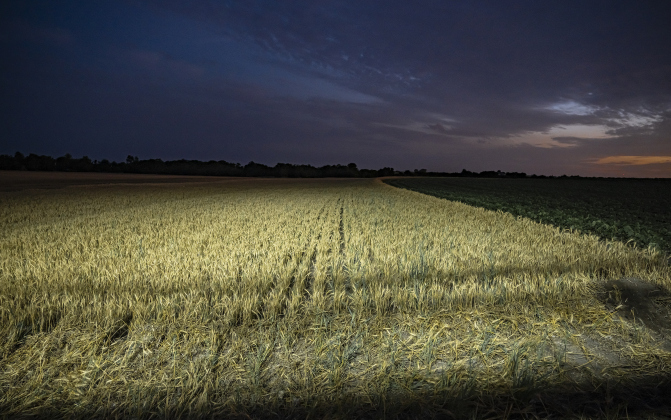 A shadow from a combine falls on wheat to be harvested as  Aaron Martinka continues his work north of Jonah during wheat harvest on Tuesday, May 20, 2025.  Martinka and his helpers are harvesting 700 acres of wheat this season.   Photo by Andy Sharp.