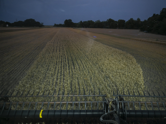 Aaron Martinka works past sunset in  a field  north of Jonah  during wheat harvest on Tuesday, May 20, 2025.  Martinka and his helpers are harvesting 700 acres of wheat this season.   Photo by Andy Sharp.