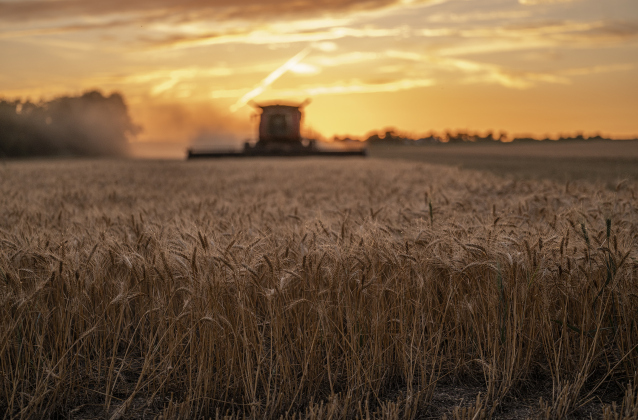 Aaron Martinka guides his equipment through a field north of Jonah during wheat harvest on Tuesday, May 20, 2025.  Martinka and his helpers are harvesting 700 acres of wheat this season.   Photo by Andy Sharp.