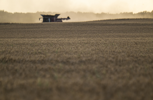 Dust hovers over a field during Aaron Martinka's  wheat harvest north of Jonah on Tuesday, May 20, 2025.  Martinka and his helpers are harvesting 700 acres of wheat this season.   Photo by Andy Sharp.