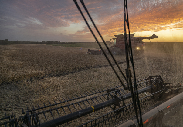 Aaron Martinka guides his equipment through a field north of Jonah during wheat harvest on Tuesday, May 20, 2025.  Driving the second combine is Larry Svehlak, a Williamson County farmer who retired a couple of years ago, but still helps out with other farmers.  Martinka  is  harvesting 700 acres of wheat this season.   Photo by Andy Sharp.