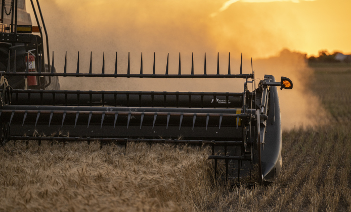 Dust rises from the ground as  Aaron Martinka continues his work during wheat harvest on Tuesday, May 20, 2025.  Martinka and his helpers are harvesting 700 acres of wheat this season.   Photo by Andy Sharp.