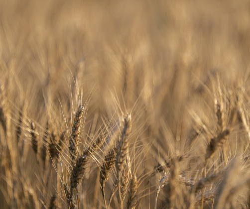 Wheat stalks are ready for harvest in a field where  Aaron Martinka is working near Jonah  during wheat harvest on Tuesday, May 20, 2025.  Martinka and his helpers are harvesting 700 acres of wheat this season.   Photo by Andy Sharp.