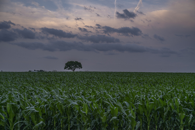 Clouds gather over a tree and cornfield  along County Road 356 east of Granger on Monday, April 28, 2025. Photo by Andy Sharp