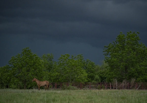 A horse stands in a field under clouds along County Road 483  on Thursday evening,  May 1, 2025.    Photo by Andy Sharp.