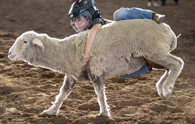 Jasper Gulbranson  participates in Mutton Bustin’ during the Bill Pickett Youth Rodeo, held at the Williamson County Expo Center  on Saturday, June 21, 2025.  Now in its second year, the rodeo showcases athletes 18 or younger. The event is coordinated by the Bill Pickett Youth Rodeo Association.     Photo by Andy Sharp.
