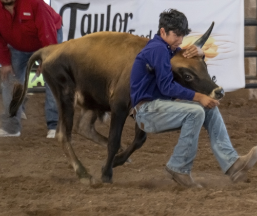 14-year-old Cody Hernandez competes in chute dogging at  the Bill Pickett Youth Rodeo, held at the Williamson County Expo Center  on Saturday, June 21, 2025.  Now in its second year, the rodeo showcases athletes 18 or younger. The event is coordinated by the Bill Pickett Youth Rodeo Association.     Photo by Andy Sharp.