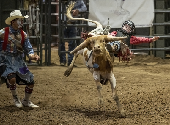 5-year-old Colt Fletcher competes in calf riding at  the Bill Pickett Youth Rodeo, held at the Williamson County Expo Center  on Saturday, June 21, 2025.  Now in its second year, the rodeo showcases athletes 18 or younger. The event is coordinated by the Bill Pickett Youth Rodeo Association.     Photo by Andy Sharp.