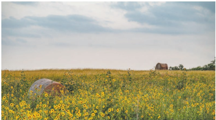 Wild sunflowers fill a field along Farm to Market Roas 1466 (above) and County Road 456 (right) near Coupland on Tuesday, June 3.