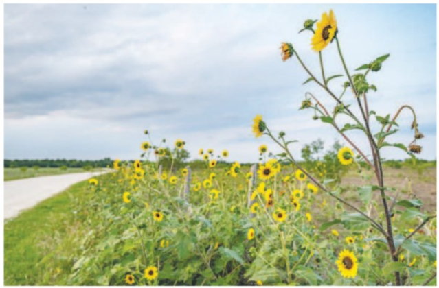 Wild sunflowers fill a field along Farm to Market Roas 1466 (above) and County Road 456 (right) near Coupland on Tuesday, June 3.