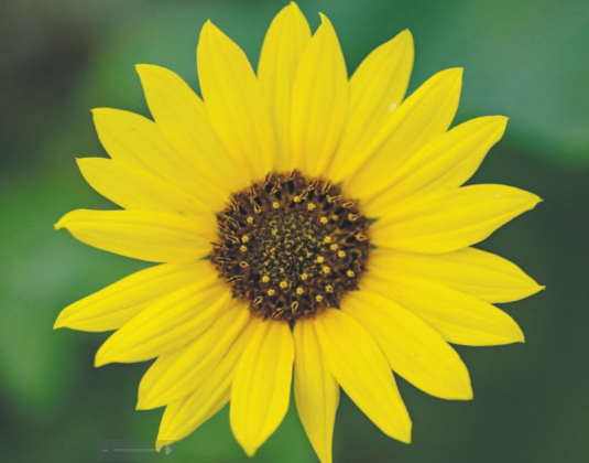 A sunflower soaks up the sun’s rays in Murphy Park on Friday, May 30.