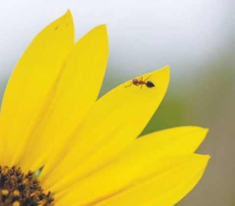 An ant makes its way around the yellow petals.