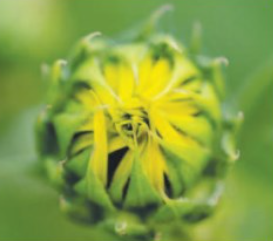 A sunflower beginning to bloom.