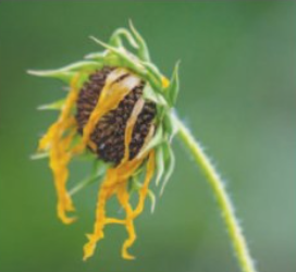 A sunflower withers.