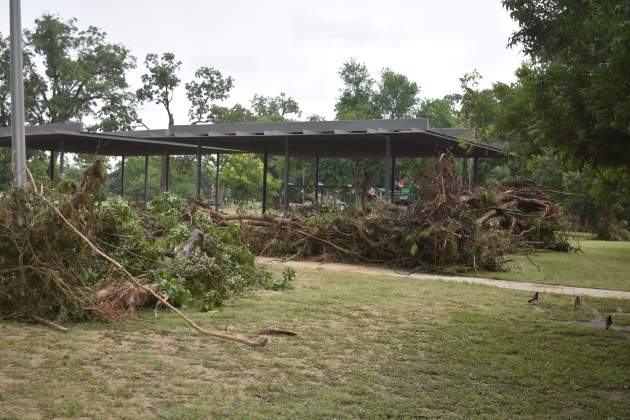 Downed trees lay at San Gabriel Park.  Photos by Katherine Anthony