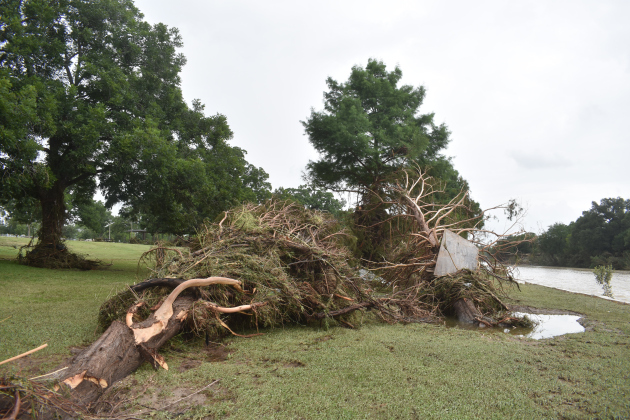 Downed trees lay at San Gabriel Park.  Photos by Katherine Anthony