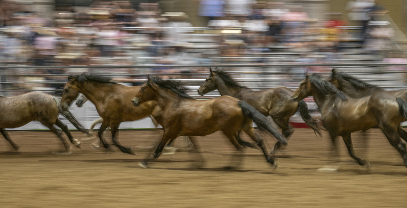 A herd of horses dashing through the arena signals the end of the night at the  75th Annual Taylor Rodeo on Thursday, July 17,2025.  Coordinated by the Taylor Rodeo Association, the three-night rodeo is held at the Williamson County Expo Center.   Photo by Andy Sharp.