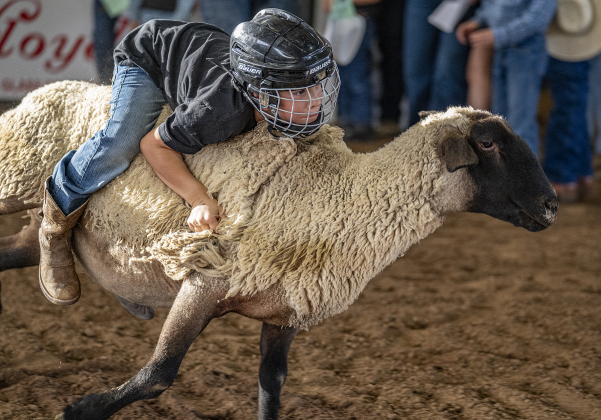 8-year-old Micah Marquez holds on tight as he participates  in Mutton Bustin’ at the  75th Annual Taylor Rodeo on Thursday, July 17,2025.  Coordinated by the Taylor Rodeo Association, the three-night rodeo is held at the Williamson County Expo Center.   Photo by Andy Sharp.