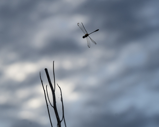A dragonfly stays focused on task at the Sunken Garden in San Gabriel Park on Sunday, July 20, 2025.  Photo by Andy Sharp