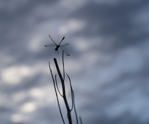 A dragonfly stays focused on task at the Sunken Garden in San Gabriel Park on Sunday, July 20, 2025. Photo by Andy Sharp