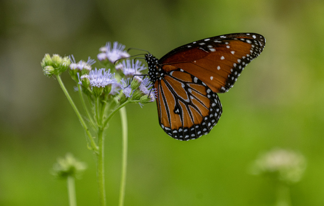 A butterfly spends time on a flowering plant at the Sunken Garden in San Gabriel Park on Sunday, July 20, 2025. Photo by Andy Sharp