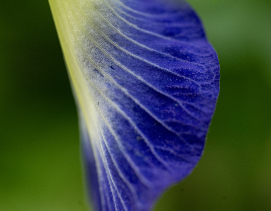 A Butterfly Pea flower blooms in the Sunken Garden at San Gabriel Park on Sunday, July 20, 2025.  Photo by Andy Sharp