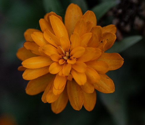 A Profusion Zinnia blooms in the Sunken Garden in San Gabriel Park on Sunday, July 20, 2025.  Photo by Andy Sharp