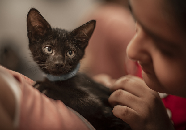 Lupita Diaz spends time with a kitten her family adopted during a Georgetown Animal Shelter kittens adoption event at the Georgetown Public Library July 30, 2024. (Sun Archive)