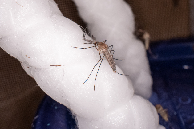 The Culex quinquefasciatus, or Southern house mosquito, can transmit West Nile virus. Photo courtesy of Texas A&M AgriLife.