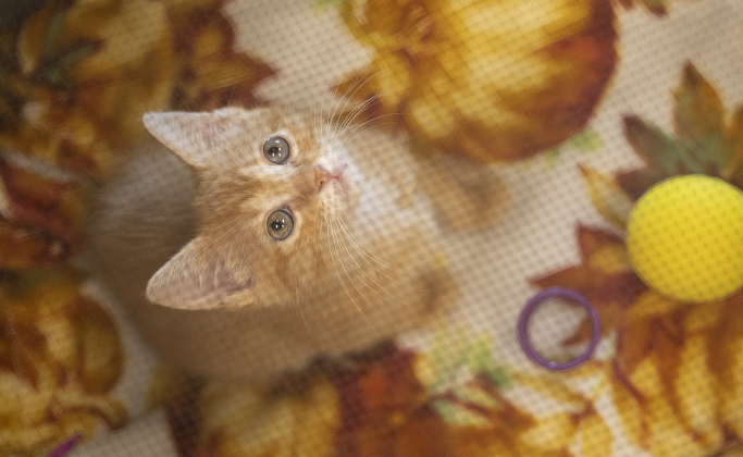 Acadia, a kitten who was six weeks old on August 6, peers out from her enclosure during the kitten adoption event coordinated by the Williamson County Regional Animal Shelter and the Georgetown Public Library on Wednesday, August 6, 2025.