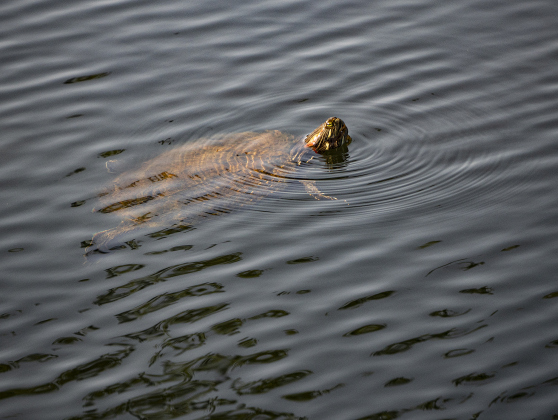 Keeping his head above the water line, a turtle surveys the creek at Bull Branch Park on Friday, August 8, 2025.    Photo by Andy Sharp
