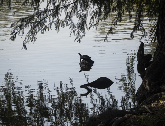 : A turtle relaxes on a log in a pond at Murphy  Park on Friday, August 8, 2025.    Photo by Andy Sharp.