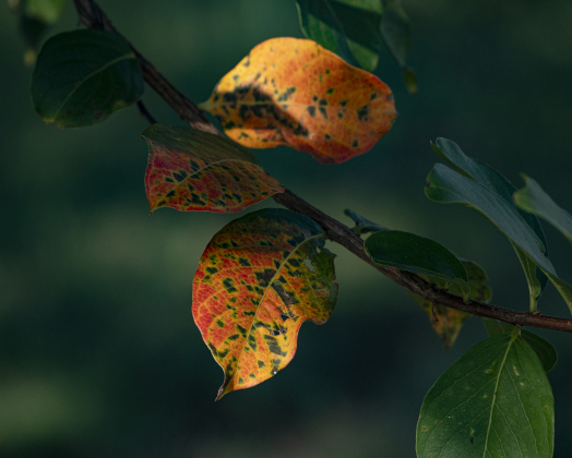 Snippets of hot summer color adorn a tree at Bull Branch Park on Friday, August 8, 2025.    Photo by Andy Sharp.