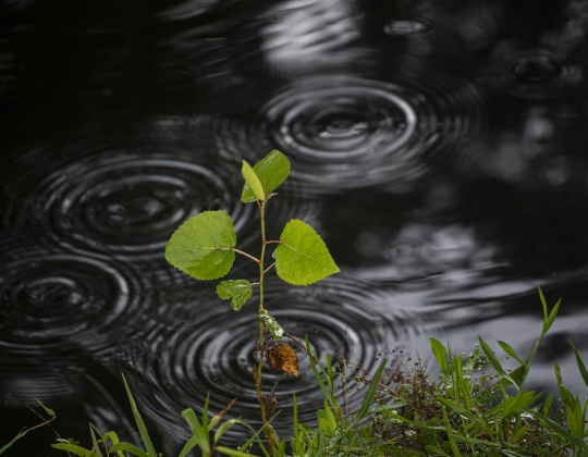 Raindrops create patterns in the creek at Bull Branch Park on Monday morning, August 4, 2025.  Photo by Andy Sharp