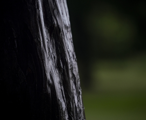 Morning rain leaves a sheen on a tree in Bull Branch Park on Monday,  August 4, 2025.  Photo by Andy Sharp.