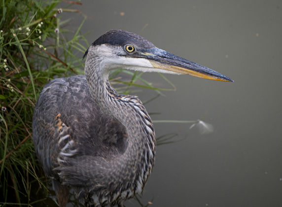 A Great Blue Heron keeps eyes peeled for fish in the lake at Murphy Park on Monday morning, August 4, 2025.  Photo by Andy Sharp.