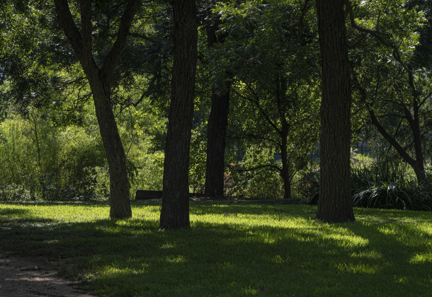 Morning light creates highlights and shadows in a portion of  Murphy Park on Tuesday, August 5, 2025.   Photo by Andy Sharp.