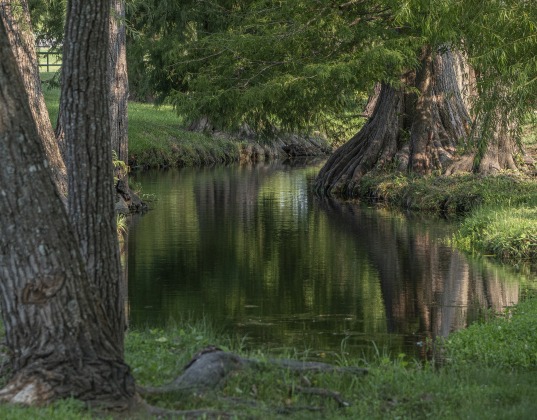 Morning light falls on the surface of the creek at Bull Branch Park on Thursday, August 7, 2025.  Photo by Andy Sharp.