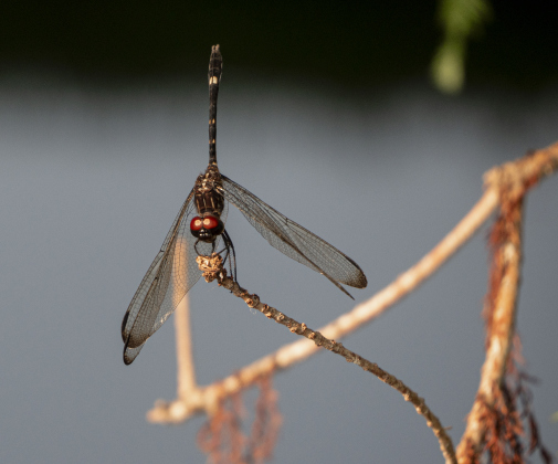 A dragonfly is focused on its task near the creek at Bull Branch Park on Thursday, August 7, 2025.  Photo by Andy Sharp.