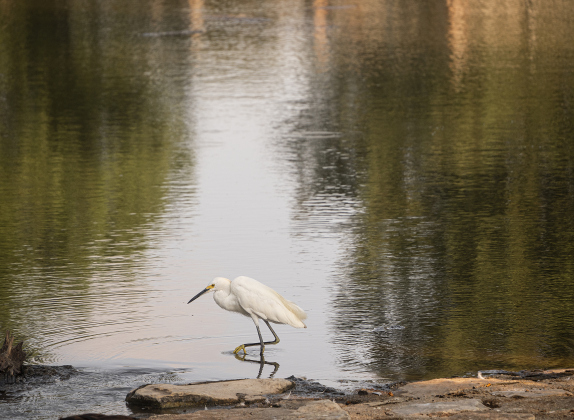 A Snowy Egret is focused on food sources  at Bull Branch Park on Thursday, August 7, 2025.  Photo by Andy Sharp.