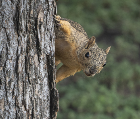 A squirrel plays peek-a-boo from a tree in t Bull Branch Park on Thursday, August 7, 2025.  Photo by Andy Sharp