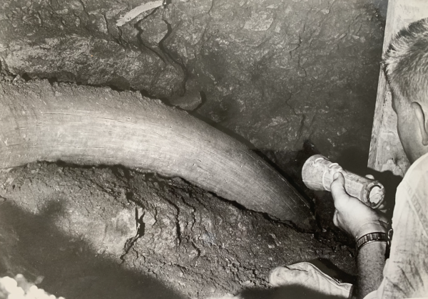 Spelunker David Meredith takes a close look at part of a 13 ½ foot long prehistoric elephant trunk recently uncovered in the Inner Space Cavern. Excavation work continues on the huge tusk, which will be left where it was found since it is so fragile. Not quite half of the tusk has been uncovered yet. It is visible to cavern visitors who pass by on the trail below. (Sun Archive)