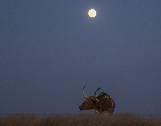 A Waxing Gibbous moon, nearly full at 99.2% visibility, shines over  a Texas Longhorn along County Road 419  on Saturday, September 6, 2025.  Photo by Andy Sharp.