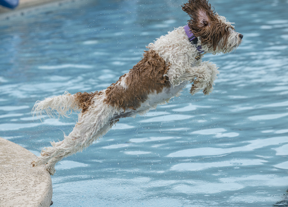 Poppy, an Australian Labradoodle owned by Tyler and Delaney Rider demonstrates superior jumping ability  during K-9 Kerplunk, held in the outdoor pool at the Georgetown Recreation Center on Saturday, September 6, 2025.