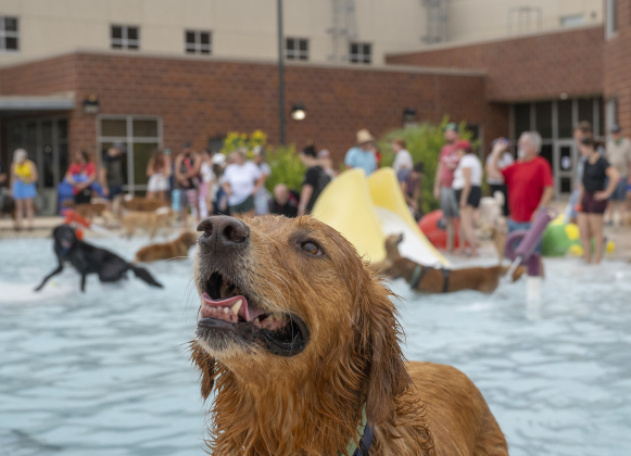 Kevin waits for his owner Tony Kawashima to toss a toy into the pool during K-9 Kerplunk, held in the outdoor pool at the Georgetown Recreation Center on Saturday, September 6, 2025.  