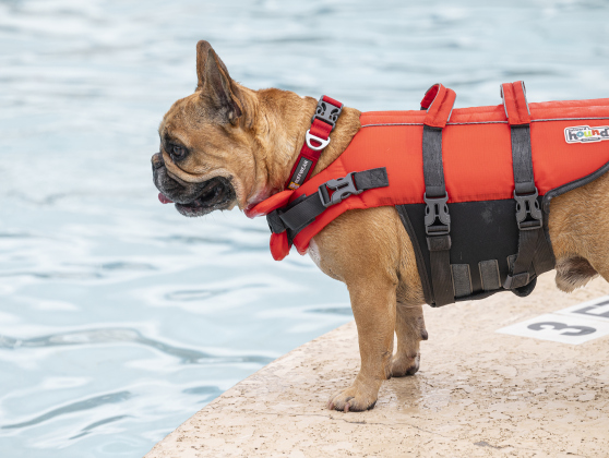 Monty, owned by Melissa and Michael Barrett, wasn’t at first sure about getting into the water, but Melissa and Michael finally made it a safe place for him during K-9 Kerplunk, held in the outdoor pool at the Georgetown Recreation Center on Saturday, September 6, 2025.