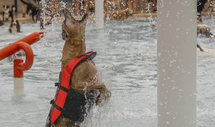 Merle Haggard, a 12-year-old dog owned by Kimberly Korrin, had an immense amount of fun jumping into a water spray during K-9 Kerplunk, held in the outdoor pool at the Georgetown Recreation Center on Saturday, September 6, 2025.  The annual event is sponsored by Georgetown Parks &amp; Recreation. This year’s event had separate pool times, one for smaller dogs, another for larger dogs.    Photo by Andy Sharp.