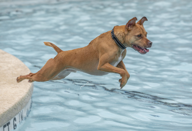 Oscar, owned by Robert Meyer, had fun diving into the water during K-9 Kerplunk, held in the outdoor pool at the Georgetown Recreation Center on Saturday, September 6, 2025.