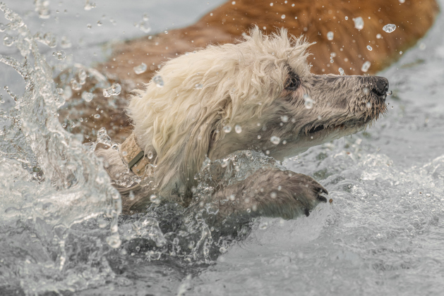 Diego, a Sheepadoodle owned by Scott and Rebecca Gillmore had great fun swimming in the cool water  during K-9 Kerplunk, held in the outdoor pool at the Georgetown Recreation Center on Saturday, September 6, 2025.
