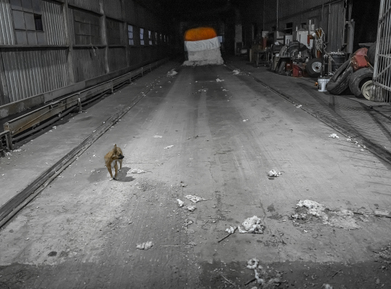 At day’s end, after the gin lights have been turned off, a dog named Rocky surveys the area where cotton modules come in for ginning  at Waterloo Gin on Tuesday, September 9, 2025.  The gin is along County Road 414 east of Taylor.